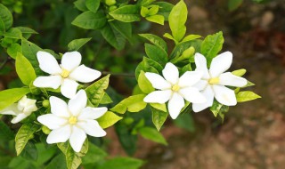 栀子花黄叶掉花苞是什么原因（栀子花黄叶掉花苞是什么原因造成的）