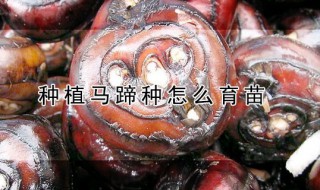 种植马蹄种怎么育苗 马蹄怎样育苗