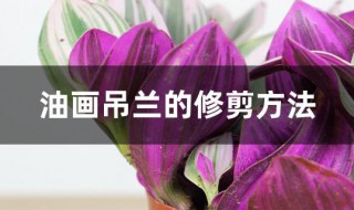 油画吊兰的修剪方法（油画吊兰的修剪方法和技巧）