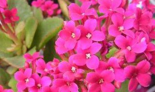长寿花如何修剪开花多（怎么修剪长寿花开花）