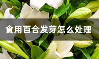食用百合发芽怎么处理（新鲜百合发芽了怎么办）
