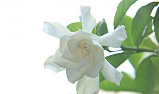 栀子花花苞期怎么施肥（栀子花花苞期怎么施肥好）