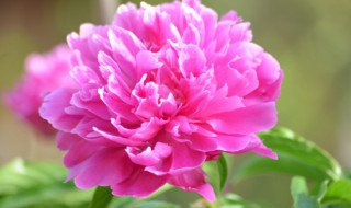 芍药花瓣怎样晒干（芍花的花怎么晒干）