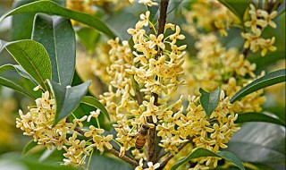桂花种子怎样育苗（桂花种子怎样育苗几天出芽）