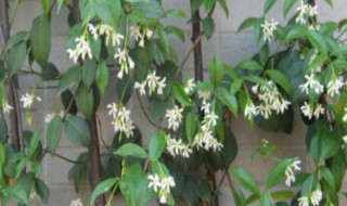 银丝茉莉爬藤植物怎么养（爬藤茉莉花怎么养）