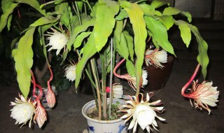 昙花怎么修剪才利于开花 昙花怎么修剪才利于开花呢