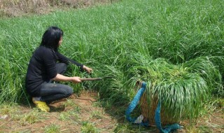 草籽种子怎么种植 草籽种子怎么种植方法