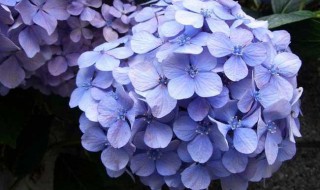 绣球花可以摆放在客厅吗 绣球花可以摆放在客厅吗视频