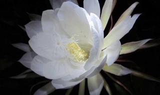 昙花抽杆子是剪掉还是留着 昙花能剪枝吗