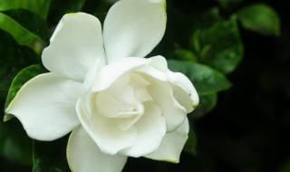 栀子花的花期多长时间（栀子花的花期多长时间一次）