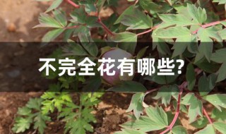 不完全花有哪些? 不完全花有哪些植物