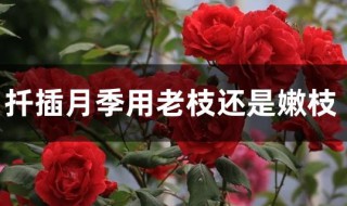 扦插月季用老枝还是嫩枝 扦插月季用老枝还是嫩枝