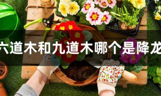 六道木和九道木哪个是降龙木 降龙木是六道木还是九道木
