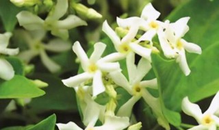 风车茉莉有毒吗?可以家养吗 风车茉莉有毒吗?可以家养吗图片