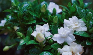 栀子花烂根如何抢救 栀子花烂根如何抢救图片