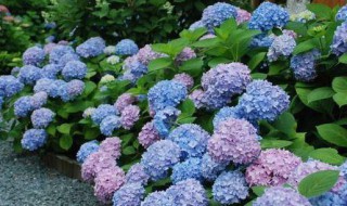 绣球花会变色吗（绣球花会不会变色）