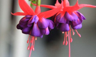 灯笼花的寓意和象征 灯笼花象征着什么