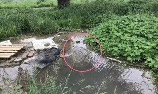小墨蚊怎么消灭小窍门 墨蚊怎么驱赶