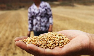 如何保障我国粮食安全 如何保障我国粮食安全论文2000字