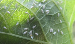 白粉虱消灭小窍门 白粉虱消灭小窍门蒜