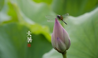 大暑三候是什么（大暑三候是什么花）