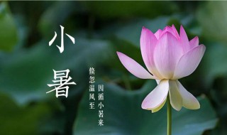 小暑节气应该注意什么（小暑节气应该注意什么呢）