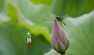 大暑养生小常识（大暑如何养生及防病）