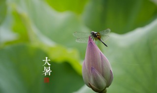 节气大暑一共多少天 大暑节气是多少天