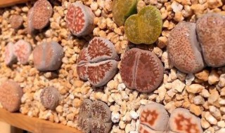 生石花蜕皮怎么养护? 生石花蜕皮怎么养护好