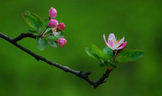 海棠开花后怎么处理? 海棠开花后怎么处理掉