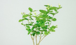 网购回来的茉莉花怎么种?（网购回来的茉莉花怎么养）