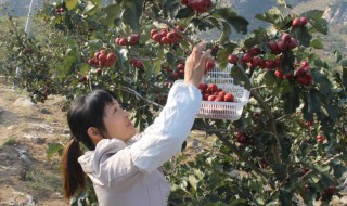 红果树怎么种植? 红果树怎么种植视频