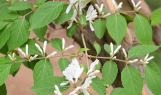 金银花枯黄落叶了怎么办? 金银花掉叶枯黄