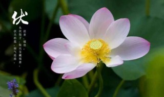 入伏注意 入伏注意事项吃什么好