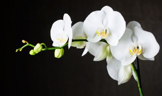 兰花发新芽怎么养护? 兰花刚发新芽怎么养护