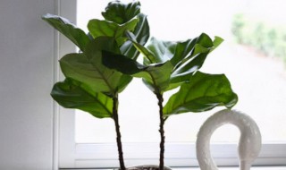 琴叶榕怎么养出叉枝?（琴叶榕怎么养出叉枝快）