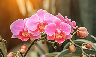 兰花怎样养护才能长出花蕾?（兰花在长出花蕾还能施肥吗）