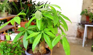 发财树怎么养护最好? 发财树怎么养护最好(喜欢什么光