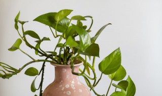 绿萝怎么养得又粗又绿?（绿萝怎么养得又粗又绿又大）