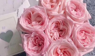 粉玫瑰怎么养护? 粉玫瑰怎么养护和修剪