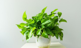 绿萝如何养殖?（绿萝如何养殖）