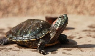 小乌龟怎么养? 小乌龟怎么养 在家里