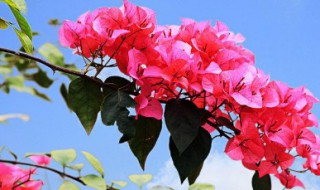 簕杜鹃怎么养?（簕杜鹃怎么养可以养在阳台上吗）