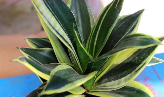 虎皮兰夏季如何养殖?（虎皮兰夏季如何养殖方法）