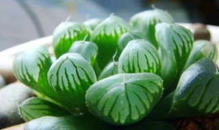 玉露多肉植物怎么养? 玉露多肉植物怎么养好