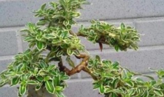 六月雪盆景怎么养? 六月雪盆景怎么养殖