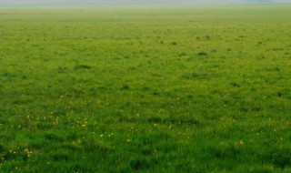 人工草坪施工步骤? 人工草坪如何铺设