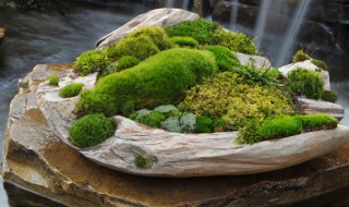 盆景青苔怎么培养? 如何培养盆景中的青苔?