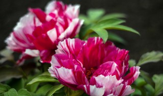 牡丹只长叶子不开花怎么办（牡丹只长叶子不开花怎么办视频）