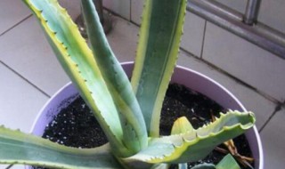 虎皮兰怎么养才长得好? 虎皮兰怎么养才长得好作文200